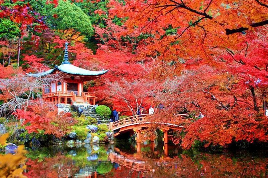 Truyền thống “săn” lá hấp dẫn du khách tour Nhật Bản mùa thu