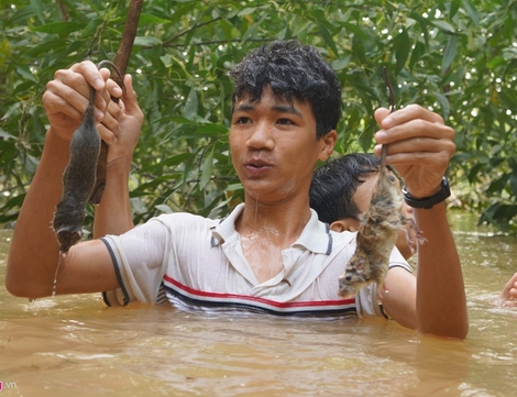Ngụp lặn trong nước lũ săn món chuột đặc sản