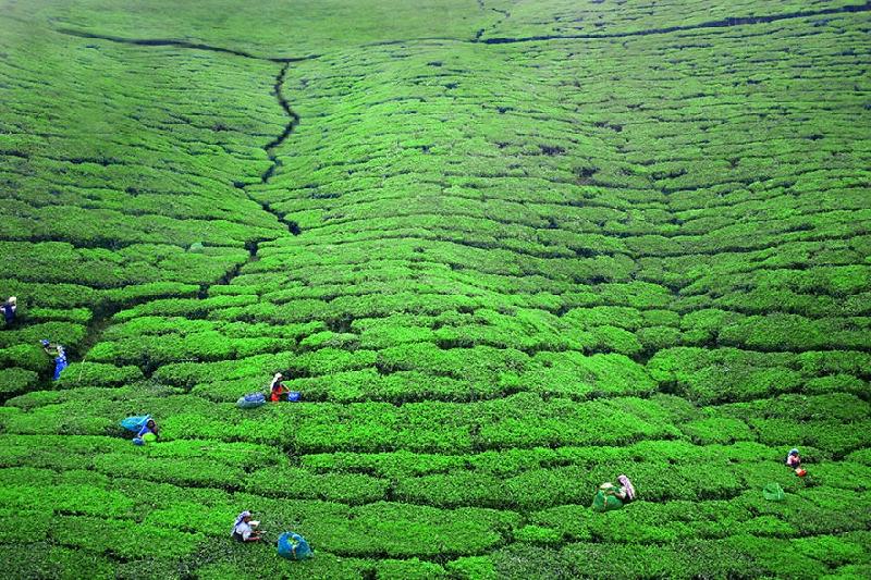 Nuwara Eliya (Sri Lanka): Đây là thành phố ở vùng đồi núi miền Trung Sri Lanka. Đây là một trong những khu vực trồng chè (trà) lớn nhất đất nước. 
