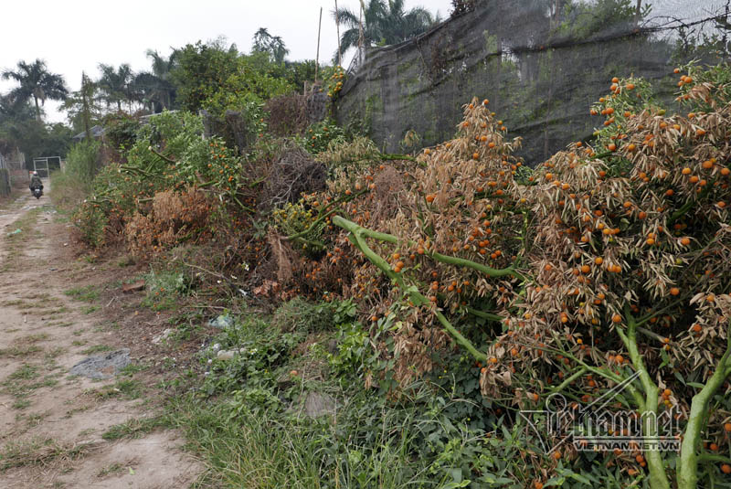 Hà Nội: Quất Tết chết khô, chất đống bên đường