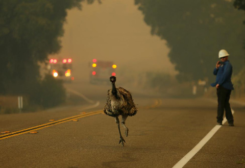 Một con đà điểu cố chạy thoát khỏi một đám cháy rừng ở gần Potrero, California.
