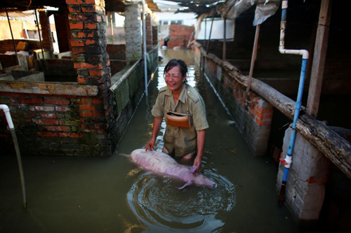 Bức ảnh người phụ nữ đau đớn khóc bên xác những con lợn chết đang được coi là biểu tượng của sự mất mát sau lũ lụt ở Trung Quốc vào giữa tháng 7