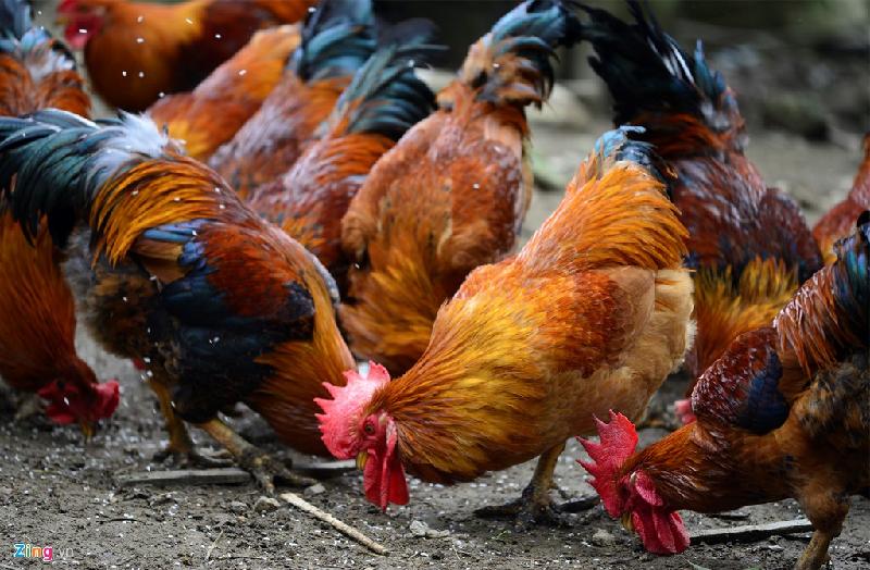 Hàng chục trang trại gà trống thiến tại xã Lâm Thượng (Lục Yên, Yên Bái) đang nuôi giống gà trống địa phương để tiêu thụ dịp Tết. Nhiều trang trại nuôi theo đàn 400 -  500 con, thu nhập hàng trăm triệu đồng.