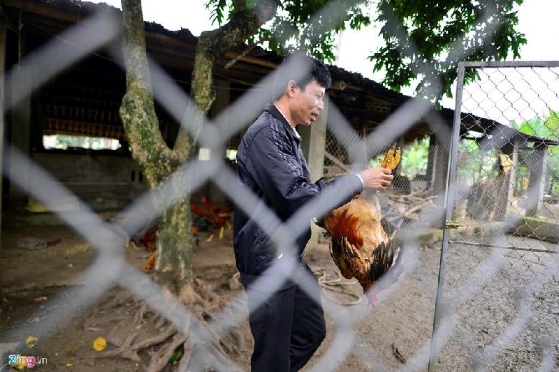 Hiện nhà anh Tuấn đang nuôi gà trống thiến theo mô hình vườn - ao - chuồng. Gia đình anh Tuấn đang nuôi gần 600 con gà để tiêu thụ dịp Tết. Anh cho biết việc nuôi gà không gặp nhiều khó khăn, vì đây là giống gà địa phương, thích hợp với thổ nhưỡng và khí hậu nơi đây.