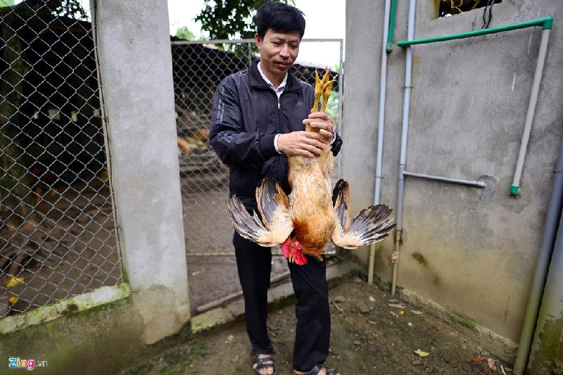Đàn gà tại nhiều trang trại tại Lâm Thượng đã được bán hết. Lái buôn chủ yếu từ TP Yên Bái lên lấy hàng, sau đó bán khắp cả nước.