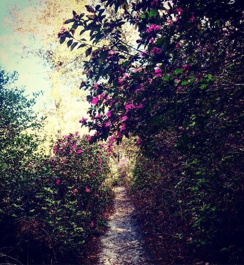7. Công viên Ravine Gardens, Florida, Mỹ: Hãy tưởng tượng bạn đi dạo trong ánh bình minh hoặc hoàng hôn như đang bước trong viên ngọc thiên nhiên của bang Florida. Những bông hoa màu hồng sẽ đưa bạn vào giấc mơ lãng mạn. Ảnh: Chelseajeag Instagram. 