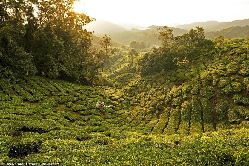 Uống trà ngay tại nguồn ở Malaysia: Vùng cao nguyên Cameron ở Malaysia nổi tiếng với ba điều: khí hậu lạnh, vẻ đẹp của mục đồng và trà. Với hơn 1.200 mẫu đất đồi phủ đầy chè, đồn điền Boh là nơi sản xuất trà đen nhiều nhất Malaysia. Những ngọn đồi trải dài khuất tầm mắt, nổi bật với những dòng suối hiền hòa, bánh xe nước và các ngôi nhà tạm bợ. Trong không gian hiện đại hơn, du khách tới thưởng thức trà chất lượng cao và ngắm cảnh đồi.