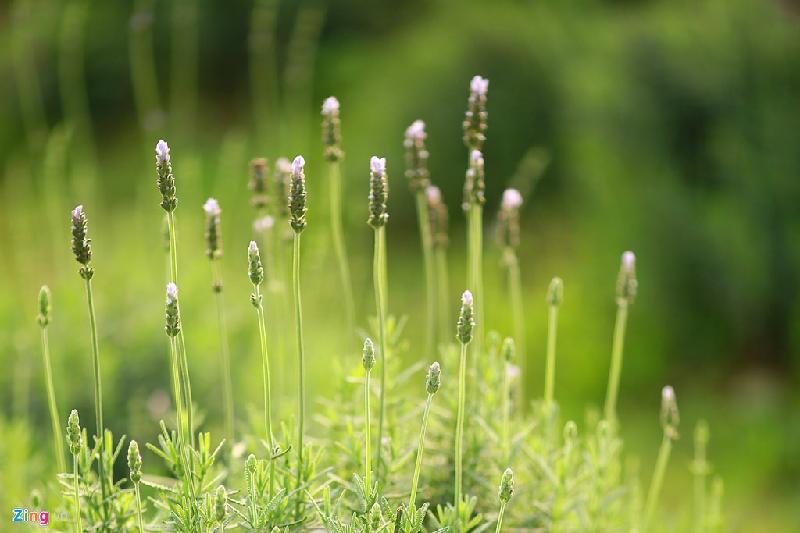 Tuy nhiên, do thời tiết Hà Nội lúc đó quá nóng, hoa bị chết nhiều và không thể nở. Sau đó, người chủ phải thuê nhân công chuyên trồng lavender từ Đà Lạt ra Hà Nội để chăm sóc.