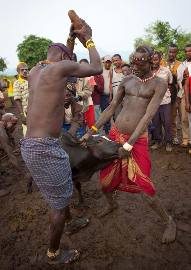 Khi chọn được người chiến thắng, nghi lễ sẽ kết thúc bằng việc giết một con bò, bằng một hòn đá thiêng lớn.