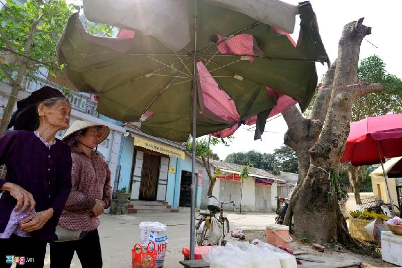 Một cây đa khác ở thôn Cẩm Bào, tạo bóng mát cho một khu chợ quê không ảnh hưởng đến trục giao thông cũng bị cắt tỉa. Người dân cho biết để cây đa phát triển như trước, mất từ 20 - 30 năm.