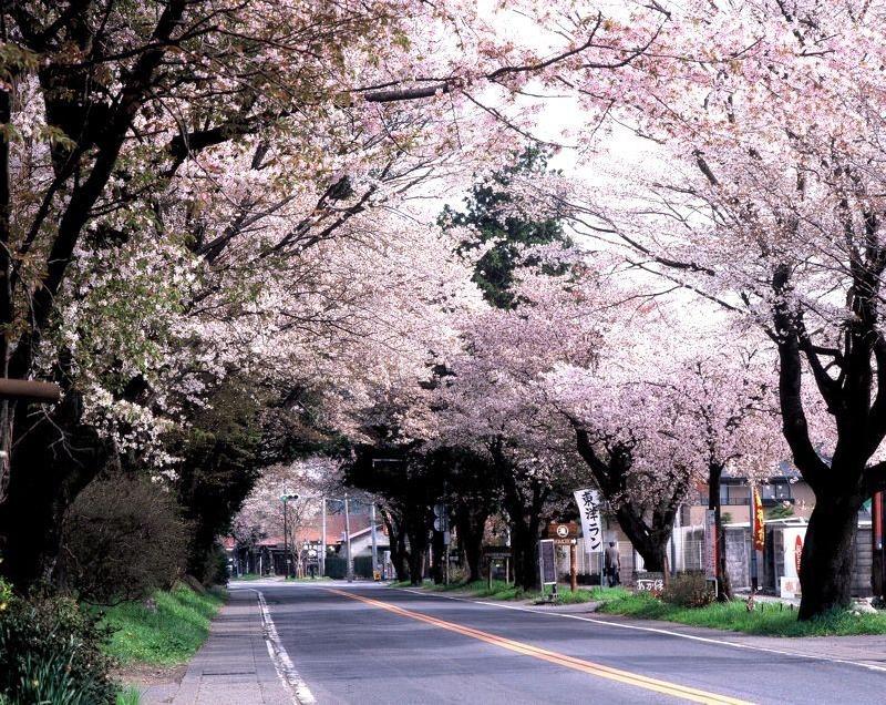 Hàng cây Sakura Nikko kaido: Dọc quốc lộ 19, đoạn đường dài 16 km từ thành phố Utsunomiya đến thành phố Nikko (Yamaguchi) khiến du khách choáng ngợp với hàng cây anh đào dòng Yaezakura. Ảnh: Must-see-japan.