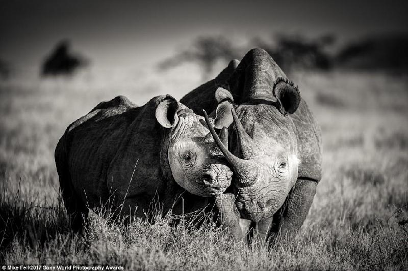 Khoảnh khắc đẹp về tình mẫu tử của tê giác tại khu bảo tồn động vật hoang dã Lewa Wildlife Conservancy (Kenya). Ảnh: 