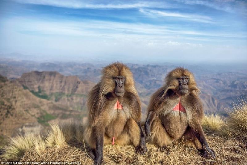 Hai chú khỉ đầu chó ở vùng cao nguyên của Ethiopia. “Có vẻ như chúng đang ngồi ở đó để suy nghĩ về cuộc sống”, nhiếp ảnh gia Bar Kaufman hài hước chia sẻ về tác phẩm của mình.