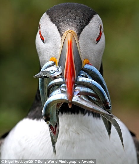 Chuyến đi săn mồi đạt thành quả lớn của một chú chim biển trên đảo Skomer ở xứ Wales. Ảnh: 