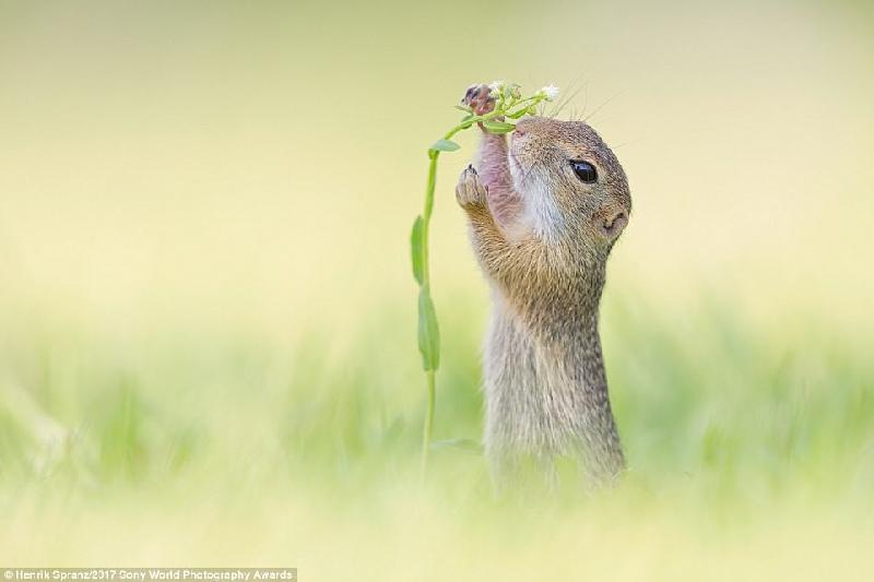 Khoảnh khắc khiến người xem cảm nhận cuộc sống tươi đẹp, một chú sóc nhỏ ra vườn tìm thức ăn cho bữa sáng. Ảnh: