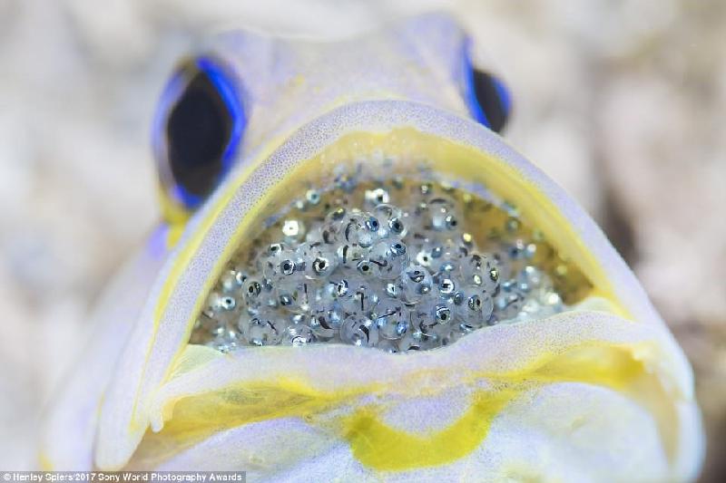 Một con cá vàng đực với khoang miệng đầy trứng. Những đôi mắt có thể nhìn thấy rõ ràng trên mỗi quả trứng cho thấy chúng sắp đến ngày nở. Ảnh: