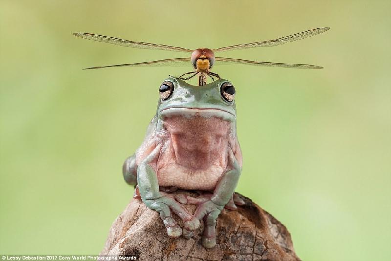 Bức ảnh về con chuồn chuồn đậu trên đầu chú ếch, trông giống như một chiếc trực thăng của Lessy Sebastian được các giám khảo đánh giá cao.