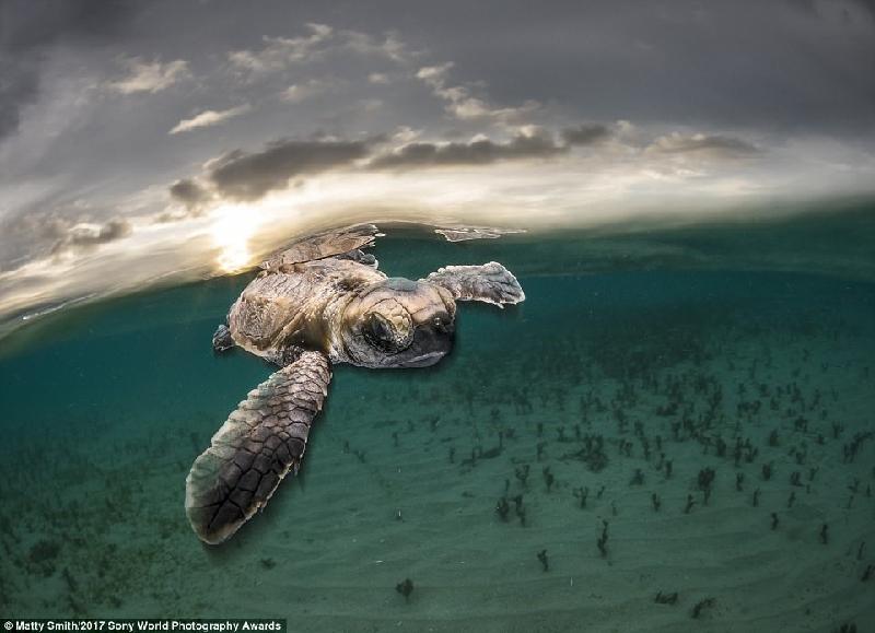 Một con rùa con bơi xuống biển sau khi chào đời ở đảo Lissenung, Papua New Guinea. Ảnh: