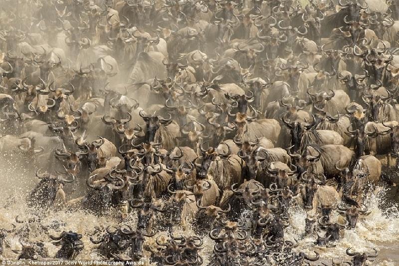 Hành trình vượt sông Mara (Tanzania) đầy thách thức của hàng nghìn con linh dương đầu bò. Để có thể đến được vùng cỏ xanh bên kia sông, những con vật phải chen chúc nhau, chiến thắng được dòng nước chảy và thoát khỏi hàm răng của lũ cá sấu. Ảnh: 
