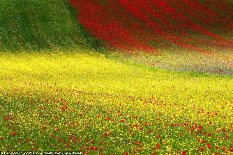 Thảm hoa tuyệt đẹp này nằm trong vườn quốc gia núi Sibillini, Italy. Ảnh: 