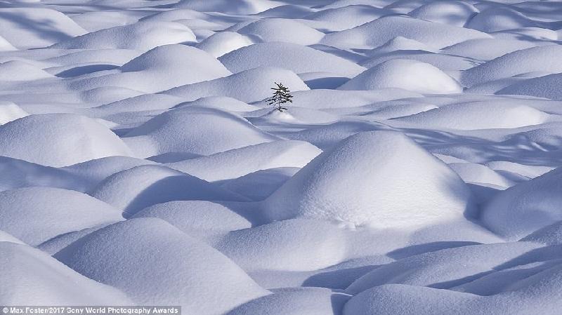 Hình ảnh về một ngọn cây nhô lên giữa khu vục phủ đầy tuyết được tác giả Max Foster đặt tên là “Sự quyết tâm”.