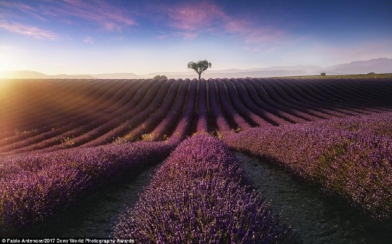 Cảnh hoàng hôn tuyệt vời trên cánh đồng hoa oải hương ở Alpes-de-Haute-Provence, Pháp. Ảnh: