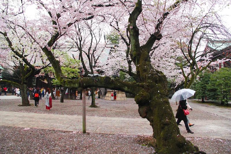 Trên khắp đất nước Nhật Bản, người dân và du khách đang được chiêm ngưỡng hoa anh đào rợp hồng hay trắng xóa cả một góc trời.