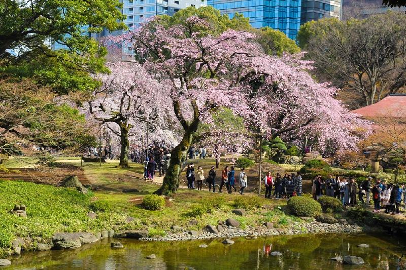 Trong tiết trời xuân ấm áp, người dân Nhật thường chọn những địa điểm trồng nhiều hoa anh đào như công viên, dọc bờ sông để tổ chức picnic, ngắm hoa, trò chuyện, ca hát cả ngày đêm.