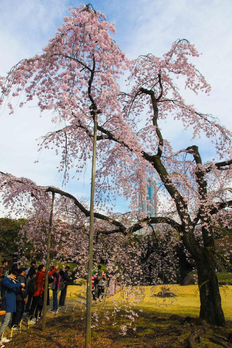 Khách du lịch ghi lại hình ảnh một gốc anh đào cổ bung hoa tại công viên Korakuen, Tokyo. Cành yếu của gốc anh đào cổ được cột chống nâng đỡ, tránh bị gãy nếu gió lớn.