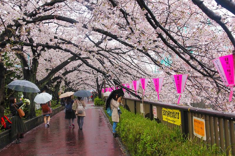 Dưới trời mưa xuân, con đường hoa anh đào không mất đi vẻ đẹp, vẫn thu hút rất nhiều người đến ngắm hoa và chụp ảnh lưu niệm.