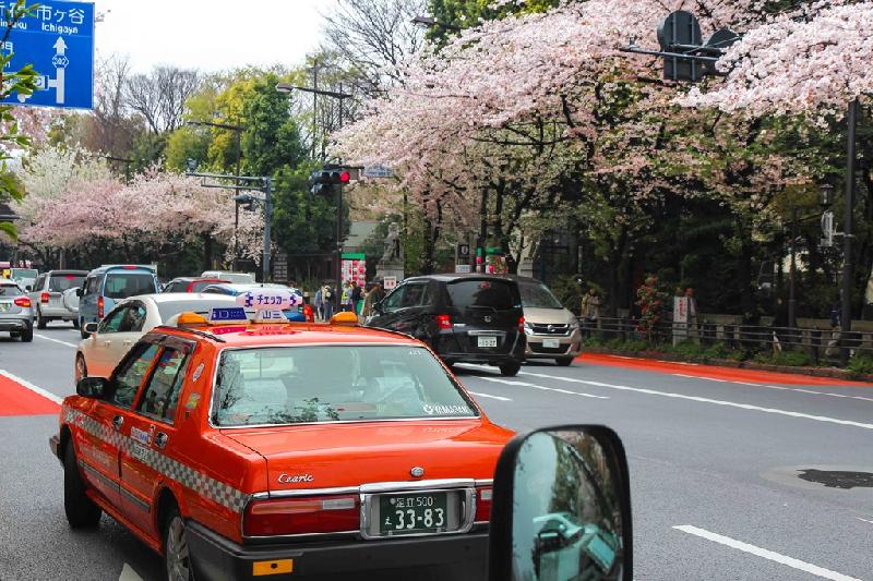 Một góc phố Tokyo rực sắc bóng anh đào.