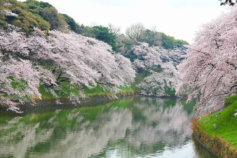 Tháng tư, khi người địa phương đâu đâu cũng “hanami”, còn được coi là tháng Tết của người Nhật.