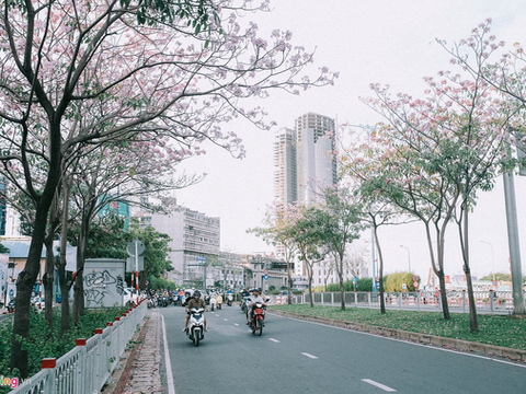 Trưa nắng Sài Gòn bỗng dịu mát nhờ mùa hoa kèn hồng