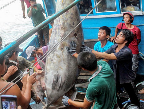 Ngư dân bắt được cá ngừ vây xanh lớn nhất Việt Nam
