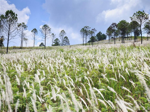 Check-in cánh đồng cỏ lau đẹp ngất ngây tại Đà Lạt