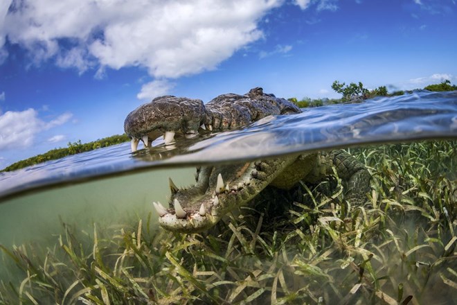 Cá sấu ở đảo Jardines de la Reina, Cuba. (Nguồn: NatGeo)