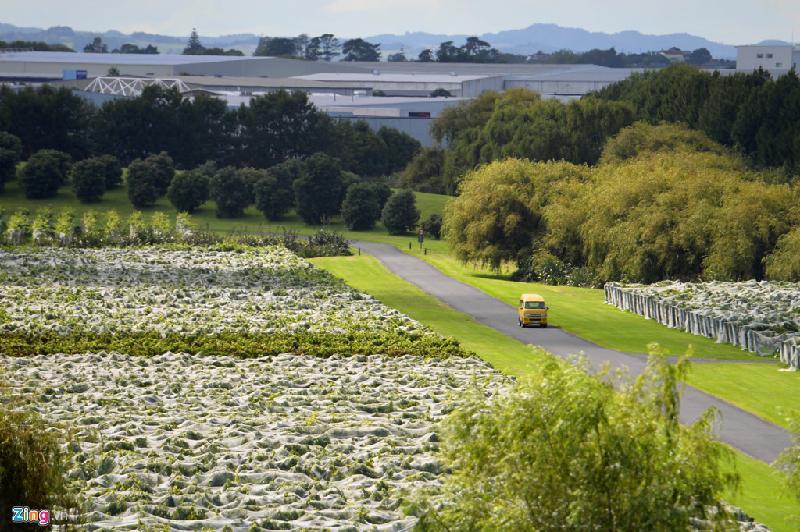 Tới thành phố ở đảo Bắc New Zealand, du khách có thể chọn nơi này làm điểm đến ngắm cảnh, hòa mình vào thiên nhiên xanh mát, đồng thời tìm hiểu cách trồng nho và sản xuất rượu vang tại đây.