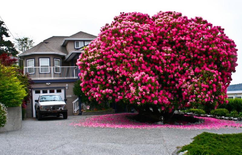 Cây đỗ quyên ở Canada: Đây không phải một bụi cây, mà là một thân cây đỗ quyên 125 năm tuổi, được trồng phía trước một ngôi nhà ở thị trấn Ladysmith, Vancouver (Canada). Cây cao khoảng 8 m, tán rộng 9 m, mỗi khi nở hoa, cả thân cây nhuốm màu hồng đỏ khiến bao khách đi qua phải ngoái lại nhìn. Ảnh: Seenox.
