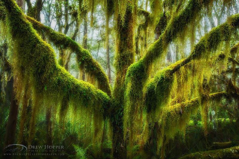 Cây sồi phủ rêu ở Oregon, Mỹ: Loài cây này chủ yếu có ở Chile và Argentina. Nhưng cây sồi ở bang Oregon, Mỹ được đánh giá là đẹp nhất vì hình dáng, cùng các nhánh cây bị phủ lớp rong rêu dày tạo nên vẻ đẹp ma mị, có phần quỷ dị. Ảnh: Drew Hopper Photography.