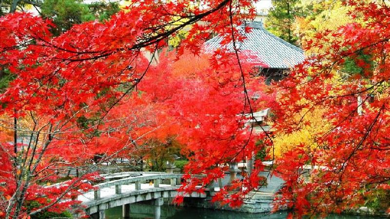 12. Chùa Eikando Zenrinji (Kyoto): “Ngày chúng tôi tới đây, ngôi chùa là một nơi rất yên tĩnh và thư thái. Điểm nổi bật nhất là khu vườn ở khu vực trung tâm có hồ nước bao quanh”. Ảnh: Buffalotrip.