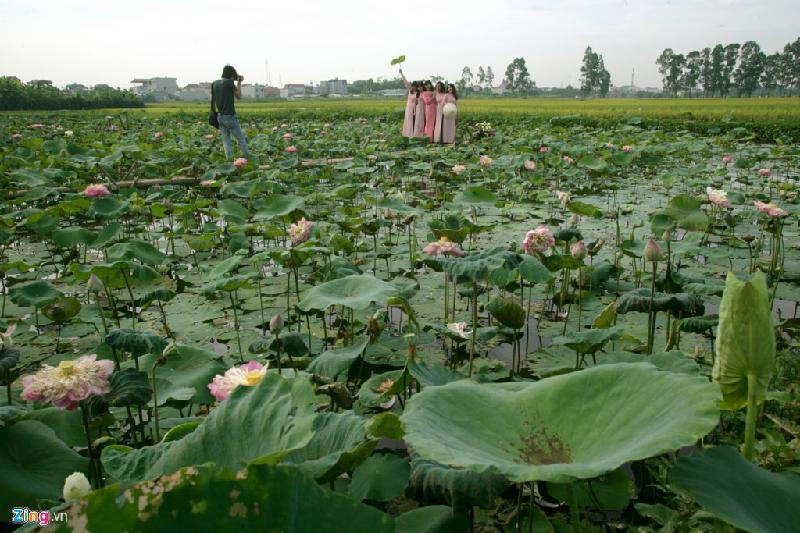 Mùa sen đang đến ở thủ đô. Những ngày này đến đầm sen lớn ở các cánh đồng ngoại thành Hà Nội bạn có thể gặp cảnh các thiếu nữ tung tăng tạo dáng chụp ảnh.