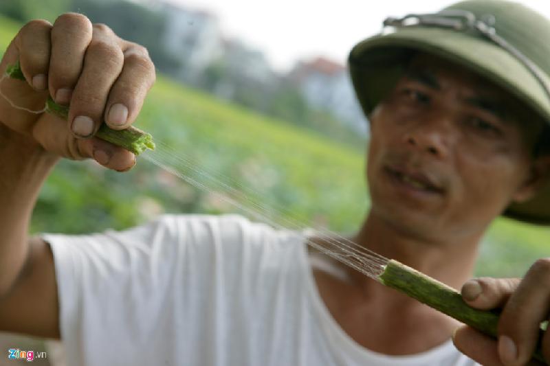 Anh Nguyễn Văn Hạnh (chồng chị Thắm) cho biết rất tâm huyết ươm trồng những loài sen mới.