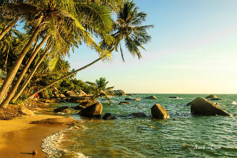 Dân trên đảo thường gọi đây là” Cây dừa ngàn năm”.