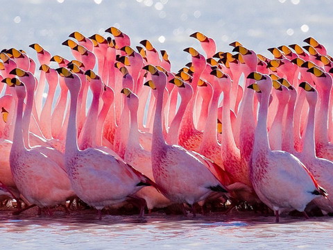 10 loài chim đẹp nhất thế giới