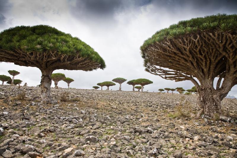 Đảo Socotra ở Ấn Độ Dương là một trong những nơi độc đáo nhất trên thế giới, nổi tiếng với cây máu rồng có hình dáng kỳ lạ. Hòn đảo này cũng là nơi trú ngụ của nhiều loài động thực vật kỳ lạ khác mà không thể tìm thấy ở bất cứ nơi nào khác trên Trái đất. Ảnh: Reversehomesickness.com
