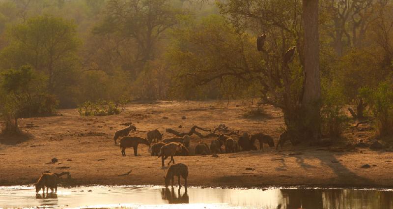 Các công viên hoang dã ở châu Phi thường đưa du khách đi thăm vào lúc bình minh, vì đó là thời gian tốt nhất để ngắm cuộc sống hoang dã. Ảnh: