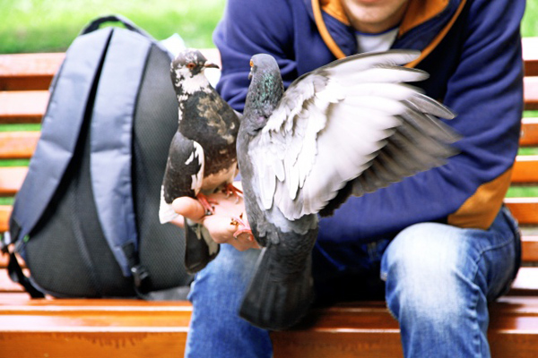 Một nghiên cứu của các nhà khoa học Tây Ban Nha chỉ ra rằng những con chim bồ câu có thể mang hai loại vi khuẩn gây bệnh và đe dọa đến sức khỏe con người (Ảnh minh họa)