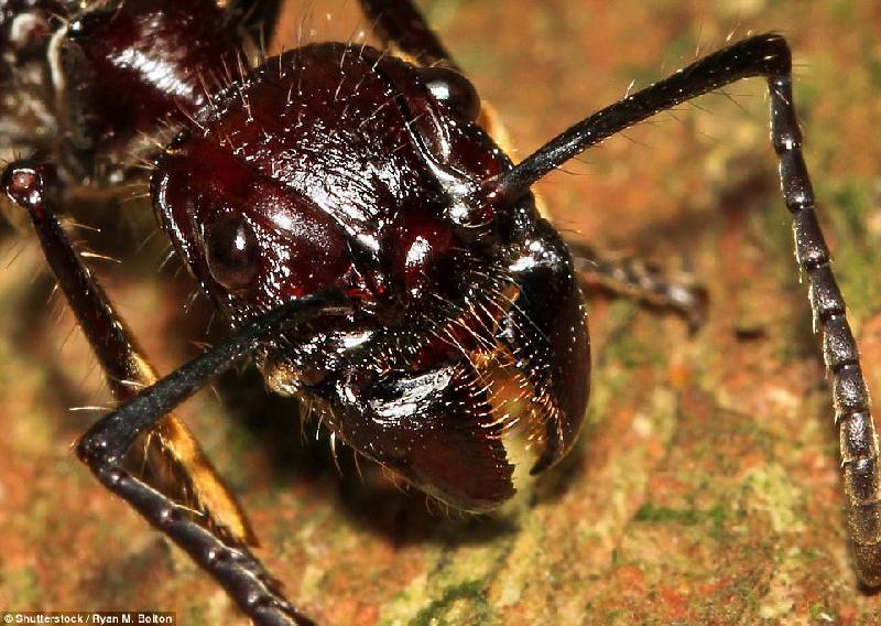 Vết cắn của một con kiến thợ săn (kiến đạn) khiến con người cảm nhận như bị trúng đạn, cơn đau kéo dài tới tận 12 giờ sau đó. Loài kiến này sống chủ yếu ở trong rừng Amazon. Ảnh: 