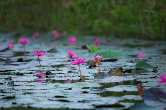 Từ tháng 9 đến tháng 11, hoa súng nở tím dọc hai bên bờ suối. Vẻ đẹp của loài hoa dân dã mà thanh nhã đó hòa quyện trọn vẹn với khung cảnh thiên nhiên nơi này. (Ảnh: Minh Sơn/Vietnam+)