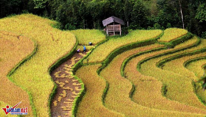 Một gia đình người Dao đỏ đang thu hoạch lúa ở xã Hồ Thầu, huyện Hoàng Su Phì